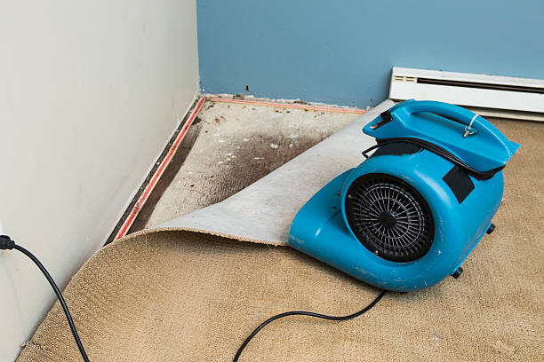 Best Professional water damage repair  in Wtell, LA